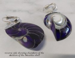 Clip On Earrings, Nautilus Shell, Purple Tones, Sterling Silver